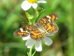 Phyciodes phaon phaon