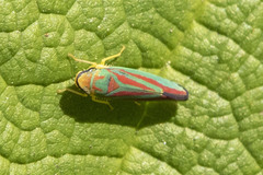 Graphocephala