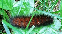 Pyrrharctia isabella