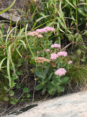 Hylotelephium spectabile