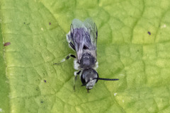 Lasioglossum leucozonium