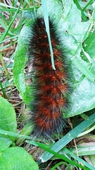 Pyrrharctia isabella