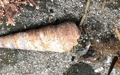 Pagurus novizealandiae