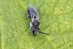 Lasioglossum leucozonium