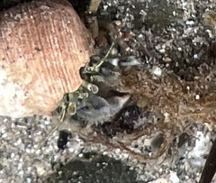 Pagurus novizealandiae