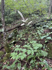 Actaea