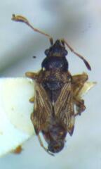 Lygaeoidea