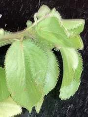 Amaranthus hybridus