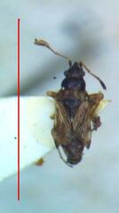 Lygaeoidea