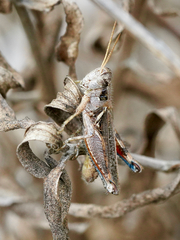 Melanoplus cinereus