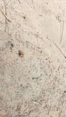 Dasymutilla bioculata