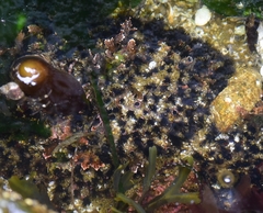 Dodecaceria fewkesi