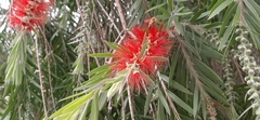 Melaleuca viminalis