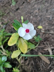Catharanthus roseus