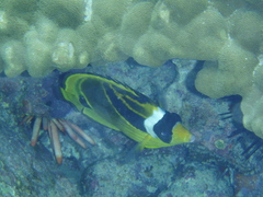 Chaetodon lunula