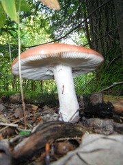 Russula paludosa