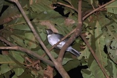 Turdus albicollis