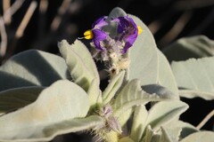 Solanum centrale