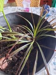 Dracaena reflexa angustifolia