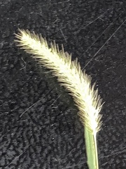 Setaria parviflora