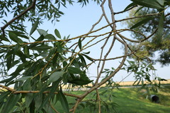 Salix amygdaloides