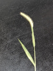 Setaria parviflora
