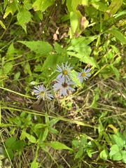 Symphyotrichum prenanthoides