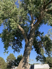 Populus fremontii