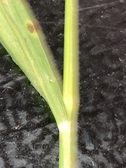 Setaria parviflora
