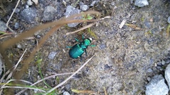 Cicindela sexguttata