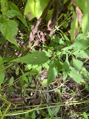 Symphyotrichum prenanthoides