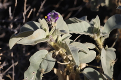 Solanum centrale