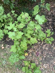 Ribes sanguineum