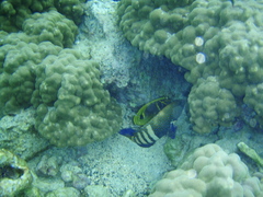 Cephalopholis argus