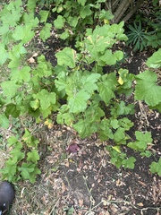 Ribes sanguineum