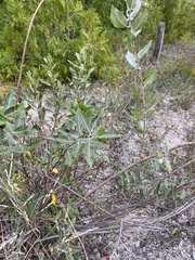 Salix cordata