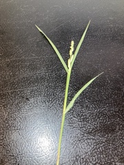 Echinochloa colona