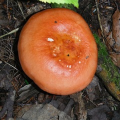 Russula paludosa