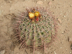 Ferocactus cylindraceus