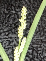 Echinochloa colona