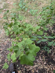 Ribes sanguineum