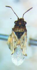 Nysius