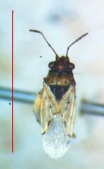 Nysius