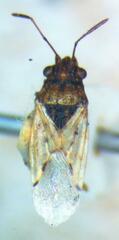 Nysius