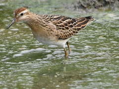Calidris acuminata