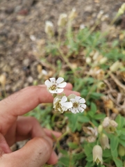 Silene uniflora uniflora
