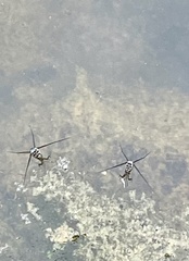 Trepobates subnitidus