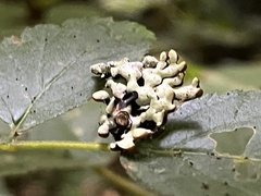 Hypogymnia tubulosa