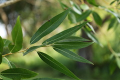 Salix amygdaloides