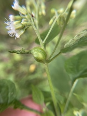 Asphondylia eupatorii